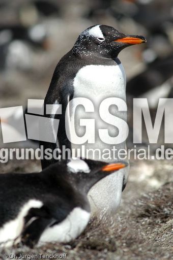 Eselspinguin (18 von 97).jpg